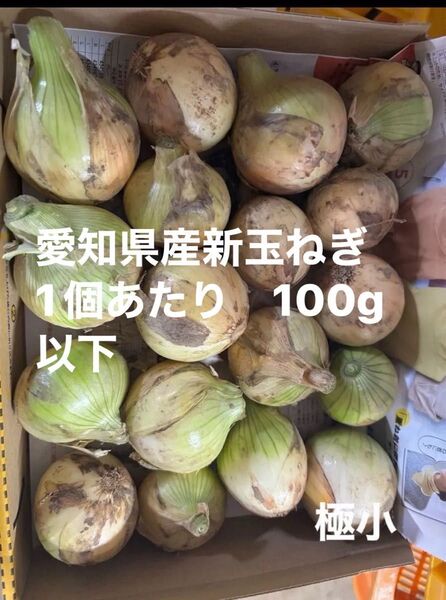 愛知県産 新玉ねぎ 極小