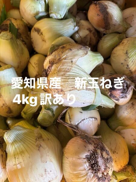 愛知県産 新玉ねぎ 4kg 訳あり