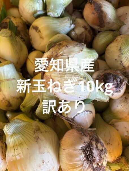 愛知県産 新玉ねぎ 10kg 訳あり