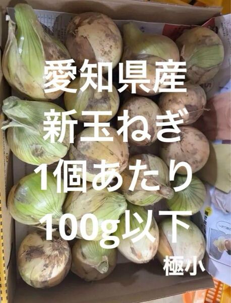 愛知県産 新玉ねぎ 小さめ