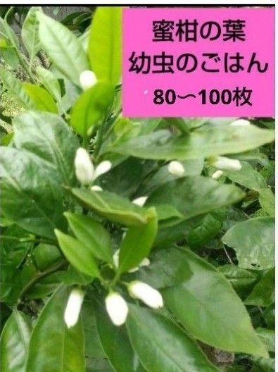 お値引き中! 無農薬 蜜柑の葉 80〜100枚 幼虫のおやつ 枝付き保湿