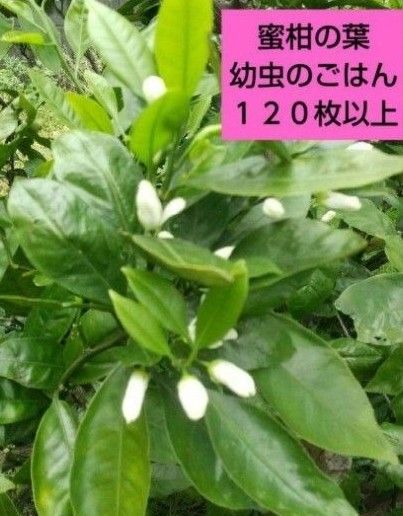 フレッシュ 柑橘類の葉 120枚以上 150枚幼虫のおやつ 枝付き保湿 無農薬