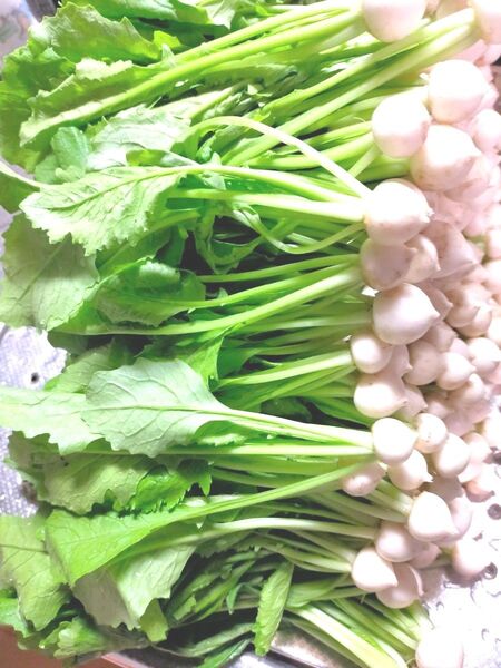 【無農薬野菜 サラダ蕪(カブ) 朝採り!!】 蕪の間引き菜 ヒゲ根処理済 有機栽培