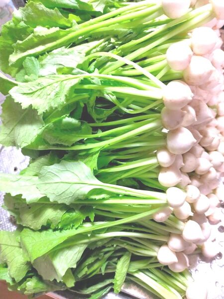 【無農薬野菜 サラダ蕪(カブ) 朝採り!!】 蕪の間引き菜 ヒゲ根処理済 有機栽培