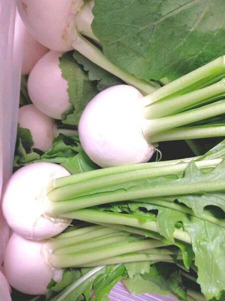 【今朝 5/24採りの新鮮な蕪】理由あり 約3kg!!