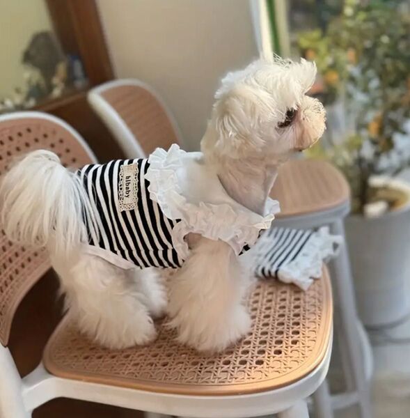 【新品】ペット服 夏用ストライプペットシャツ 男の子女の子 軽量で通気性◎ 小型犬 ブラック&ホワイト 可愛いフリル襟