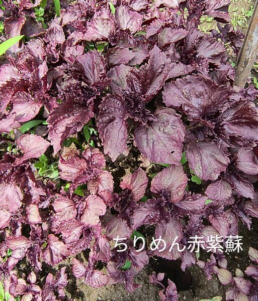 ちりめん赤紫蘇苗 10本以上 紫蘇苗