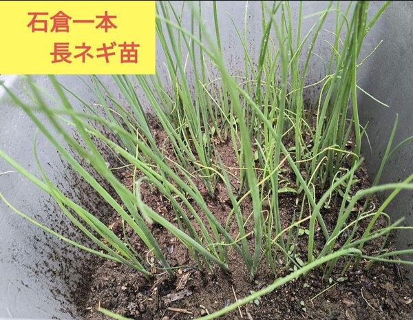 1本ネギ苗 10本 & 冬瓜(とうがん)の苗 2本 その他苗とのお好きな組合せも可能