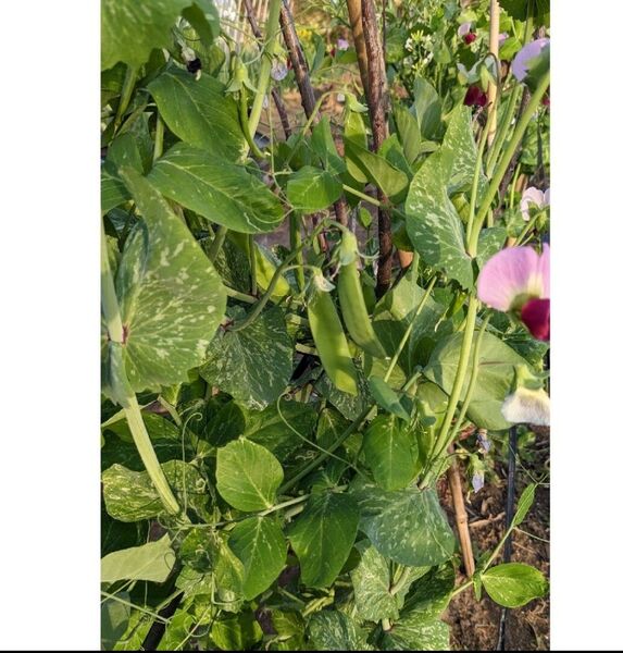 赤花 絹さや サヤエンドウ 約300グラム