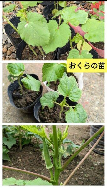 オクラ大苗 4苗 オクラの苗