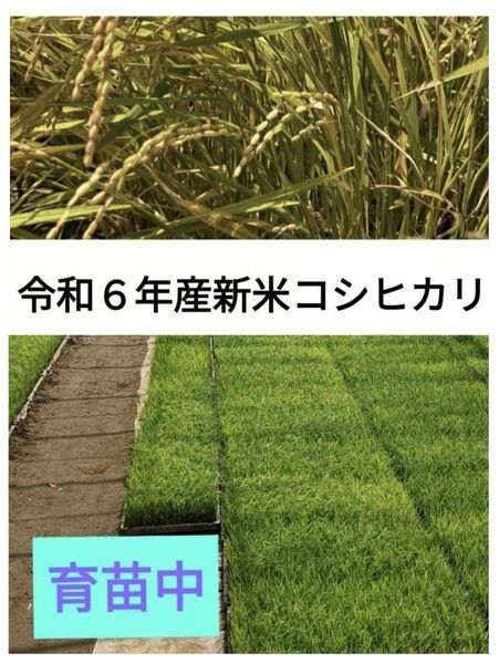 無洗米 箱込み1.9キロ コシヒカリ 農家直送 【キャンペーン価格】