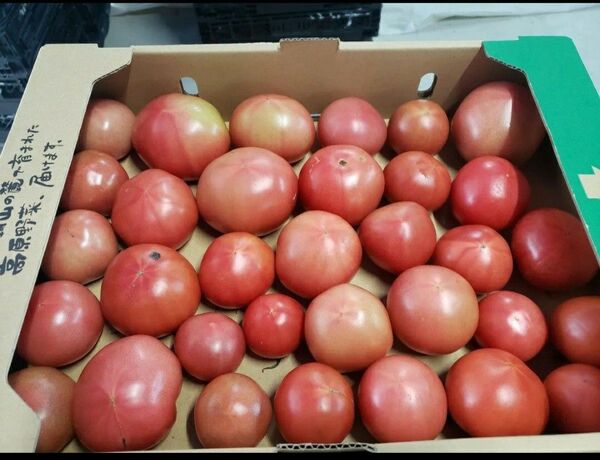 熊本 宇城産 規格外 トマト 7.5キロ