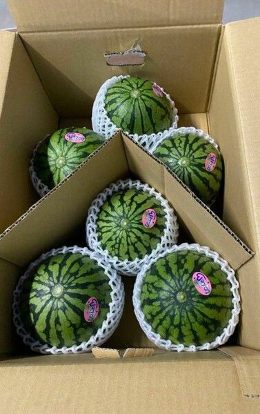熊本産 小玉 小玉スイカ ひとりじめ S 6玉 傷あり