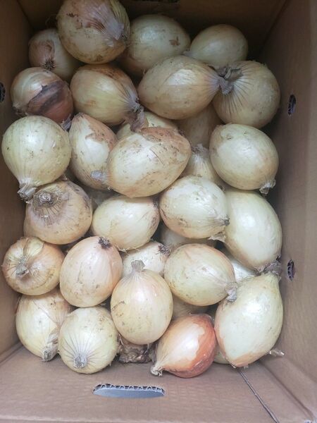 熊本 小島産 訳あり 新玉ねぎ 5キロ