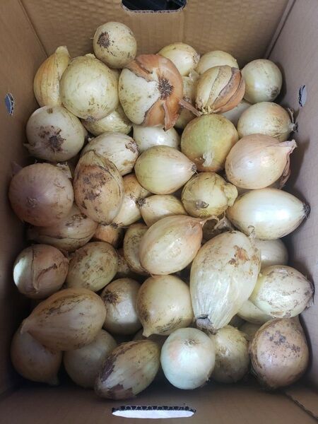 熊本 小島産 新玉ねぎ 規格外 10㎏ 小さいサイズ