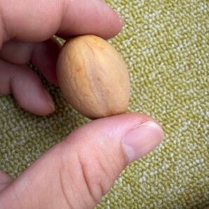 種子1粒 希少 エンセファラルトス ホリダス ソテツ オニソテツ