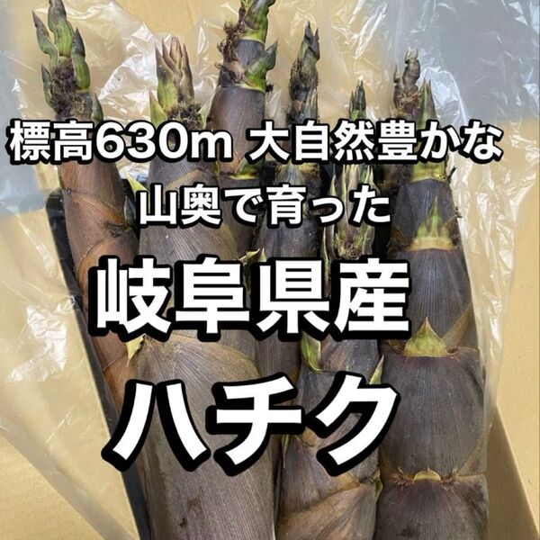 標高630m大自然豊かな山奥でとれた 岐阜県産 破竹 ハチク約5キロ