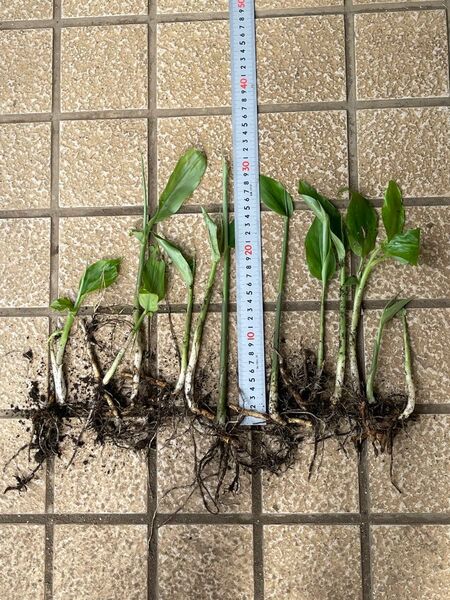ミョウガ 茗荷 みょうが 苗 10本1番目の画像にあるものすべてをお送りします。 無農薬です。