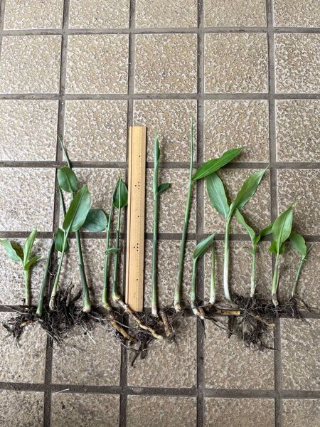 ミョウガ 茗荷 みょうが 苗 10本以上 無農薬です。