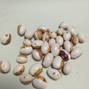 虎豆 とら豆 種 北海道産 20粒