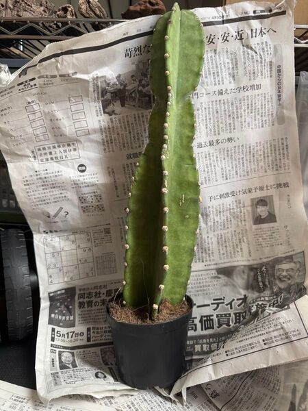柱サボテン 鬼面角 トゲ無し