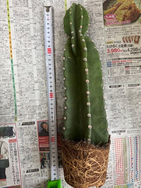 柱サボテン 鬼面角 トゲ無し