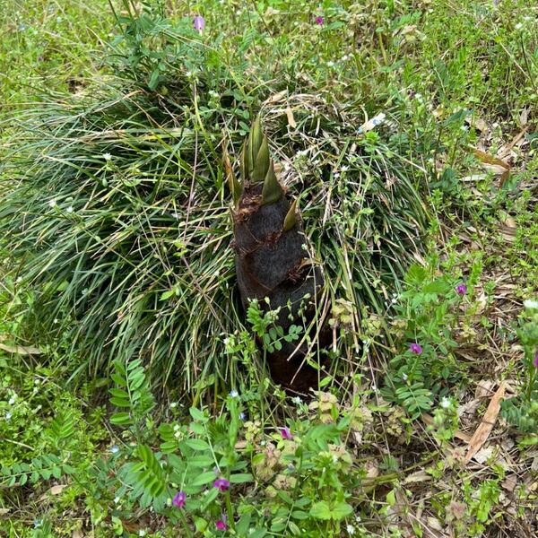 たけのこ 新鮮 取り立て