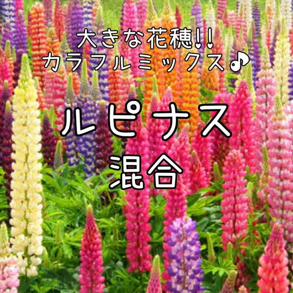 【ルピナス混合のタネ】50粒 種子 種 花 花壇 昇り藤 ノボリフジ