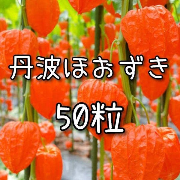 【ほおずきのタネ】50粒 種子 種 ホオズキ 酸漿 仏花 切り花 観賞用