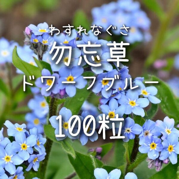 【勿忘草のタネ】100粒 種子 種 ワスレナグサ わすれな草 ドワーフブルー