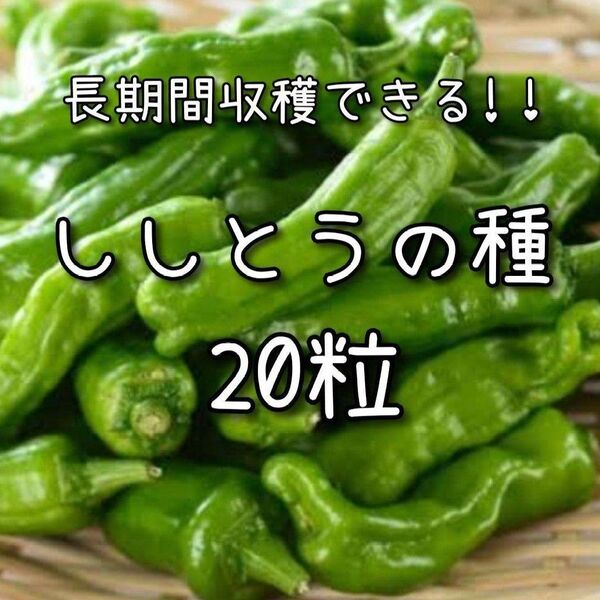 【ししとうのタネ】 20粒 種子 種 シシトウ 野菜 夏野菜 家庭菜園