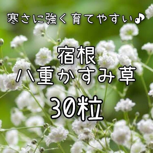 【八重かすみ草のタネ】30粒 種子 種 カスミソウ 切り花 ドライフラワーにも