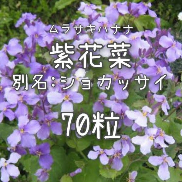 【ムラサキハナナのタネ】70粒 種子 種 紫花菜 ショカッサイ 切り花にも 花