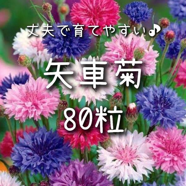 【矢車菊のタネ】80粒 種子 種 ヤグルマギク 矢車草 ヤグルマソウ 切り花にも