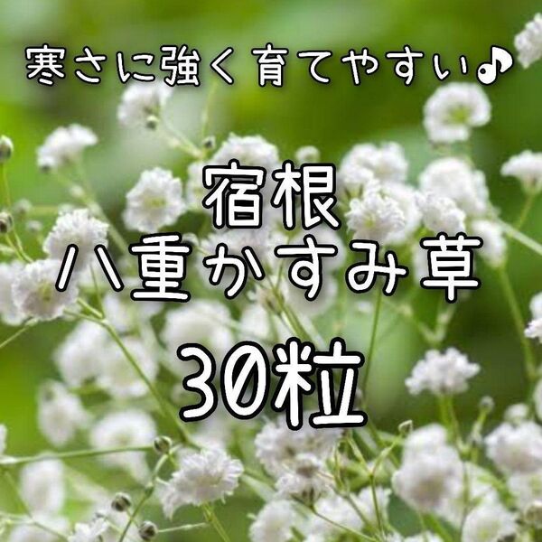 【八重かすみ草のタネ】30粒 種子 種 カスミソウ 切り花 ドライフラワーにも