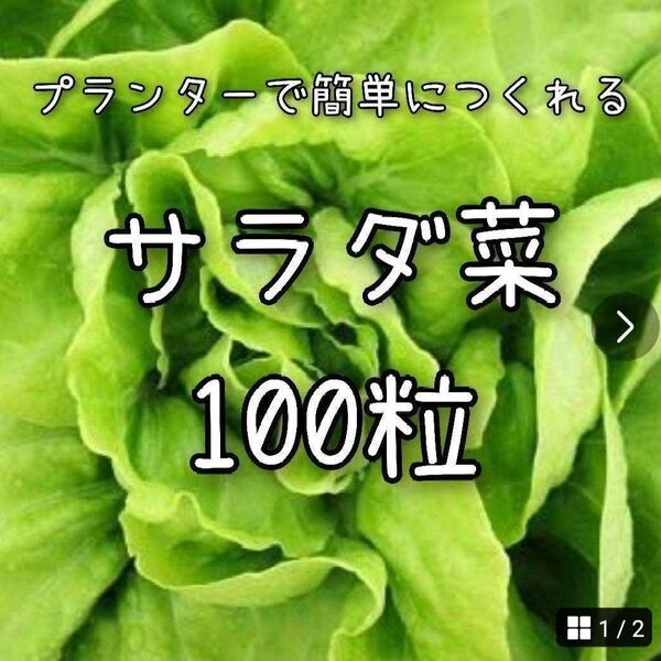 【サラダ菜のタネ】100粒 種子 種 レタス 野菜 家庭菜園