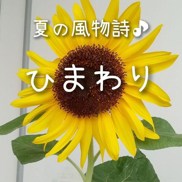 【景観用ヒマワリのタネ】100粒 種子 種 大輪 向日葵 ひまわり 切り花にも 夏 緑肥
