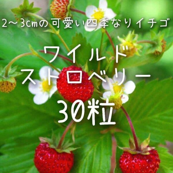 【ワイルドストロベリーのタネ】30粒 種子 種 野菜 家庭菜園 苺 いちご イチゴ