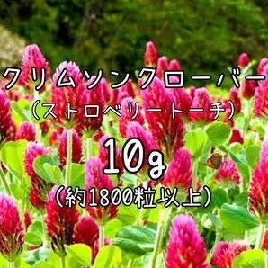 【クリムソンクローバーのタネ】10g 種子 種 ストロベリートーチ 緑肥 花 切り花やドライフラワーにも