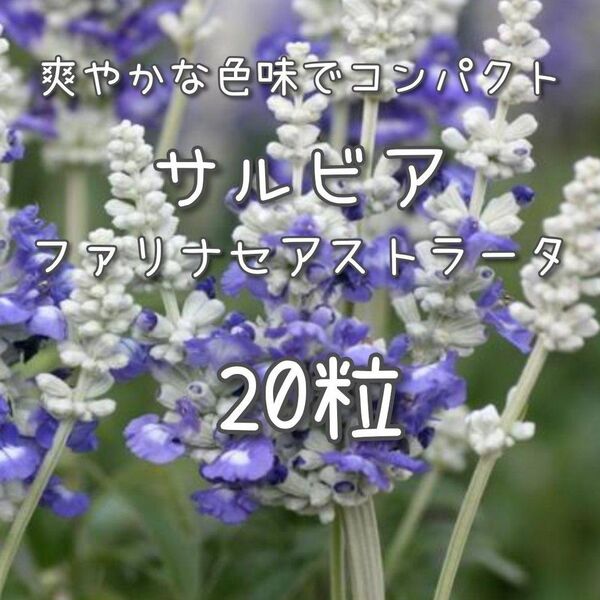【ファリナセアストラータのタネ】20粒 種子 種 サルビア 花