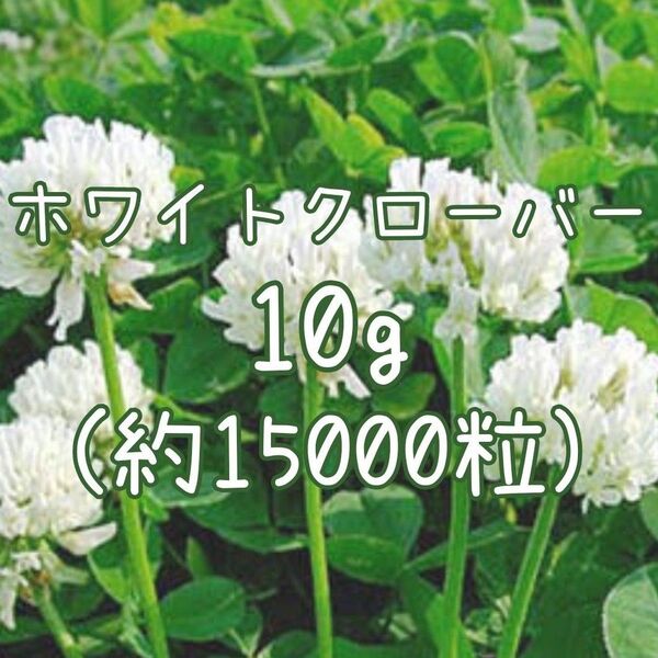 【ホワイトクローバーの種】 10g 種子 白クローバー シロツメクサ 緑肥 花