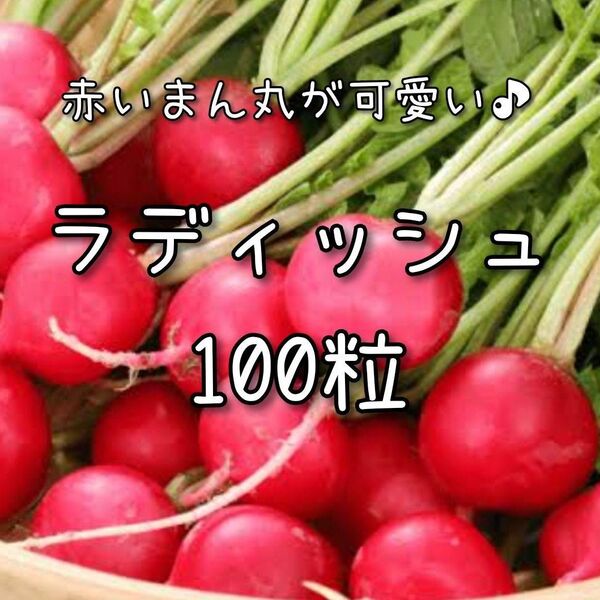 【ラディッシュのタネ】100粒 種子 種 野菜 ハツカダイコン 家庭菜園