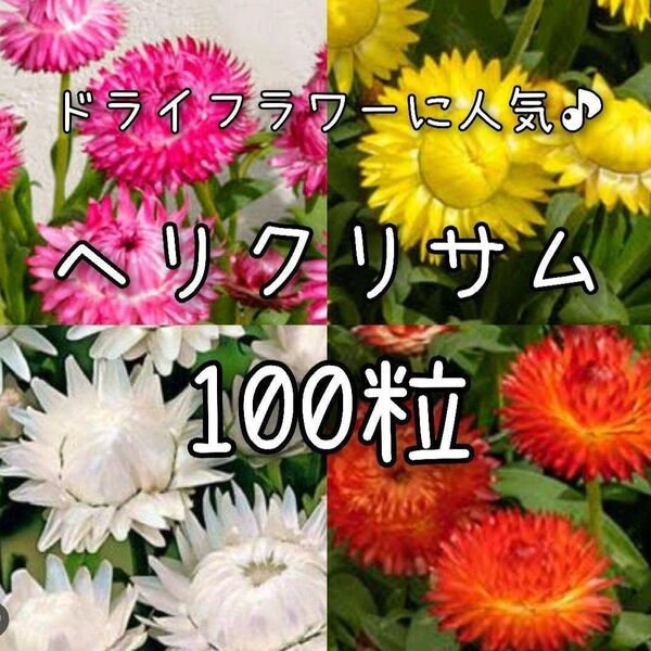 【ヘリクリサムのタネ】100粒 種子 種 貝殻草 切り花やドライフラワーにも 花