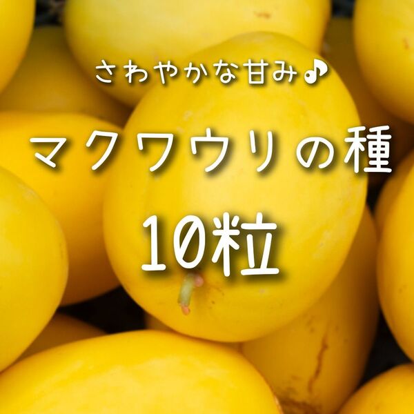 【マクワウリのタネ】10粒 種子 種 まくわうり 瓜 家庭菜園 夏野菜 甜瓜