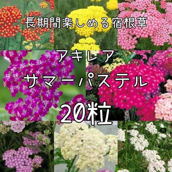 【サマーパステルのタネ】20粒 種子 種 アキレア 花壇 切り花にも 花