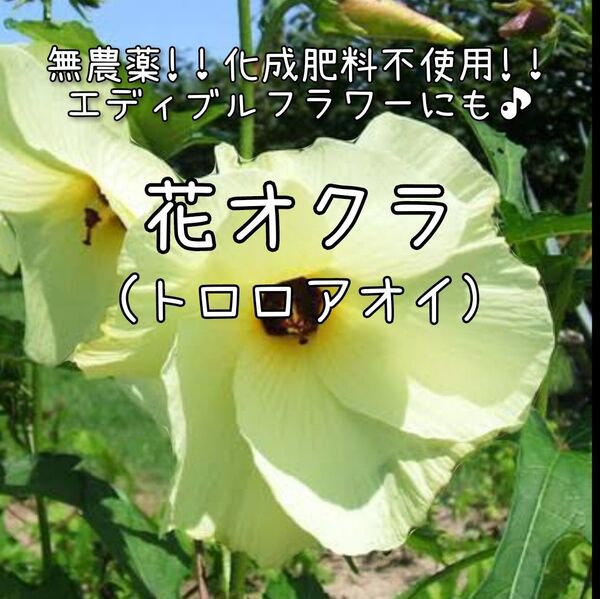【花オクラのタネ】10粒 種子 種 トロロアオイ 家庭菜園 エディブルフラワー