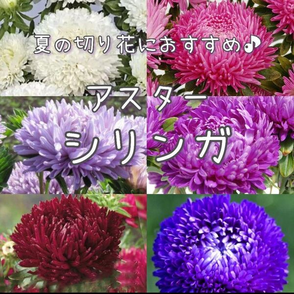 【アスターシリンガのタネ】40粒 種子 種 菊 切り花にも 花 仏花 色ミックス