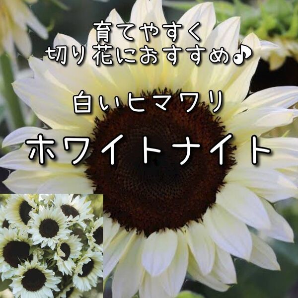 【ホワイトナイトのタネ】10粒 種子 種 ひまわり ヒマワリ 向日葵 花 切り花