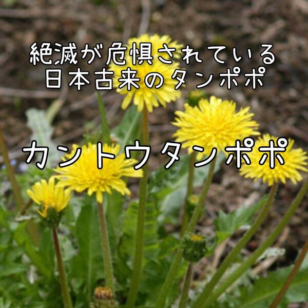 【カントウタンポポのタネ】20粒 種子 種 在来種 日本たんぽぽ 蒲公英 野草 絶滅 危惧 珍しい
