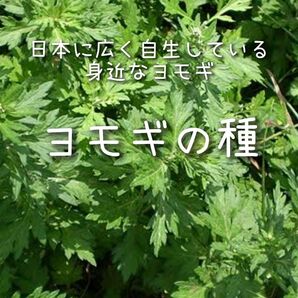 【ヨモギのタネ】4g 種子 種 よもぎ 蓬 野草 ハーブ 薬草 緑化用